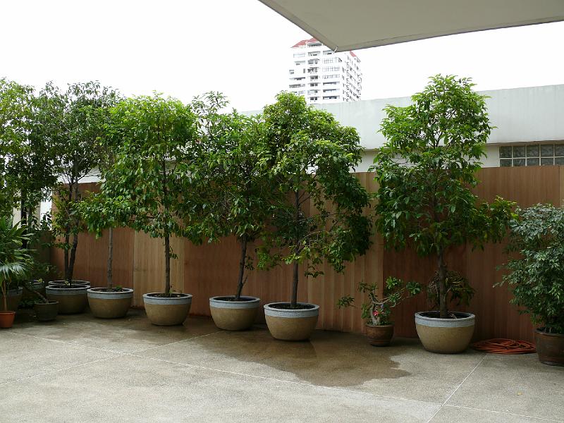 P1000150.JPG - By the looks of the photo, you'd think we'd put up a nice redwood garden fence. Hopefully the neighbors will like this.