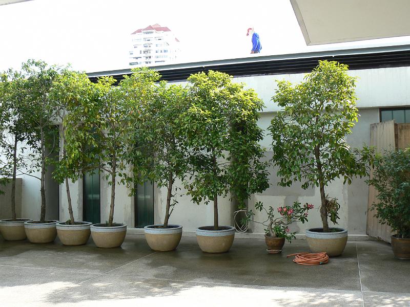 P1010966.JPG - A view of the windows now that the fence was removed from the rear of the apartment.