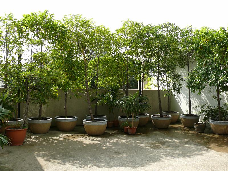 P1000141.JPG - The wall above Soi 53 provides reasonable shade even though it's an eastern exposure and it's already 10:30 am. I imagine myself working at a picnic table here with a laptop and a cool drink. (After a dip in the pool perhaps?)