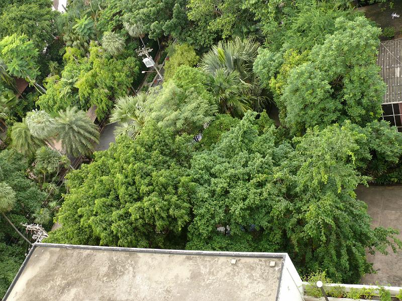 P1000020.JPG - The easternmost portion of our condo. Note the grove of trees just outside our floor-to-ceiling eastern wall.
