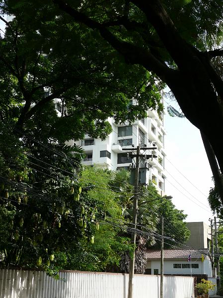 P1000129.JPG - Habitat as viewed through the trees.